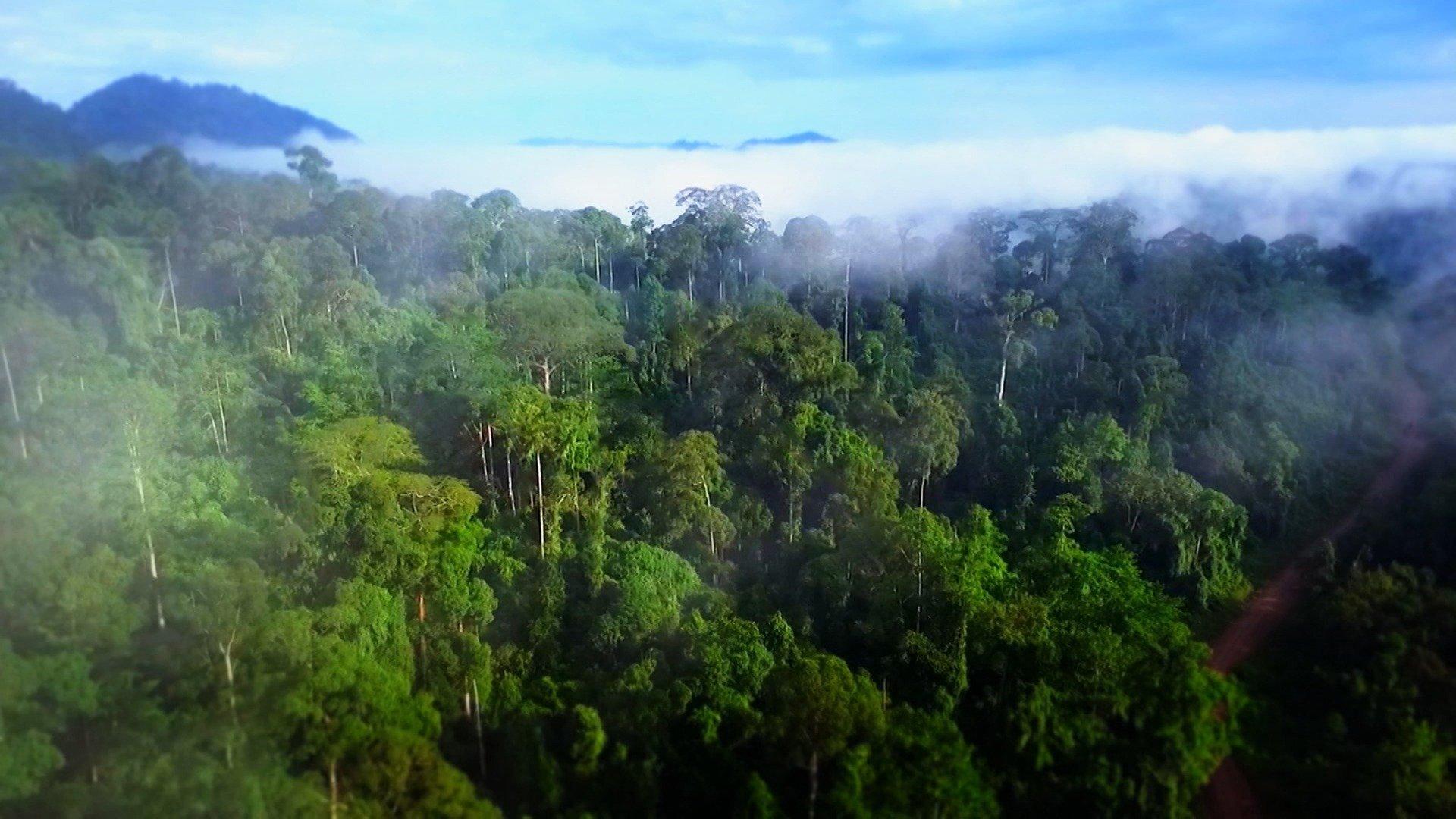 S1 Ep6 - Borneo: paradiso da proteggere