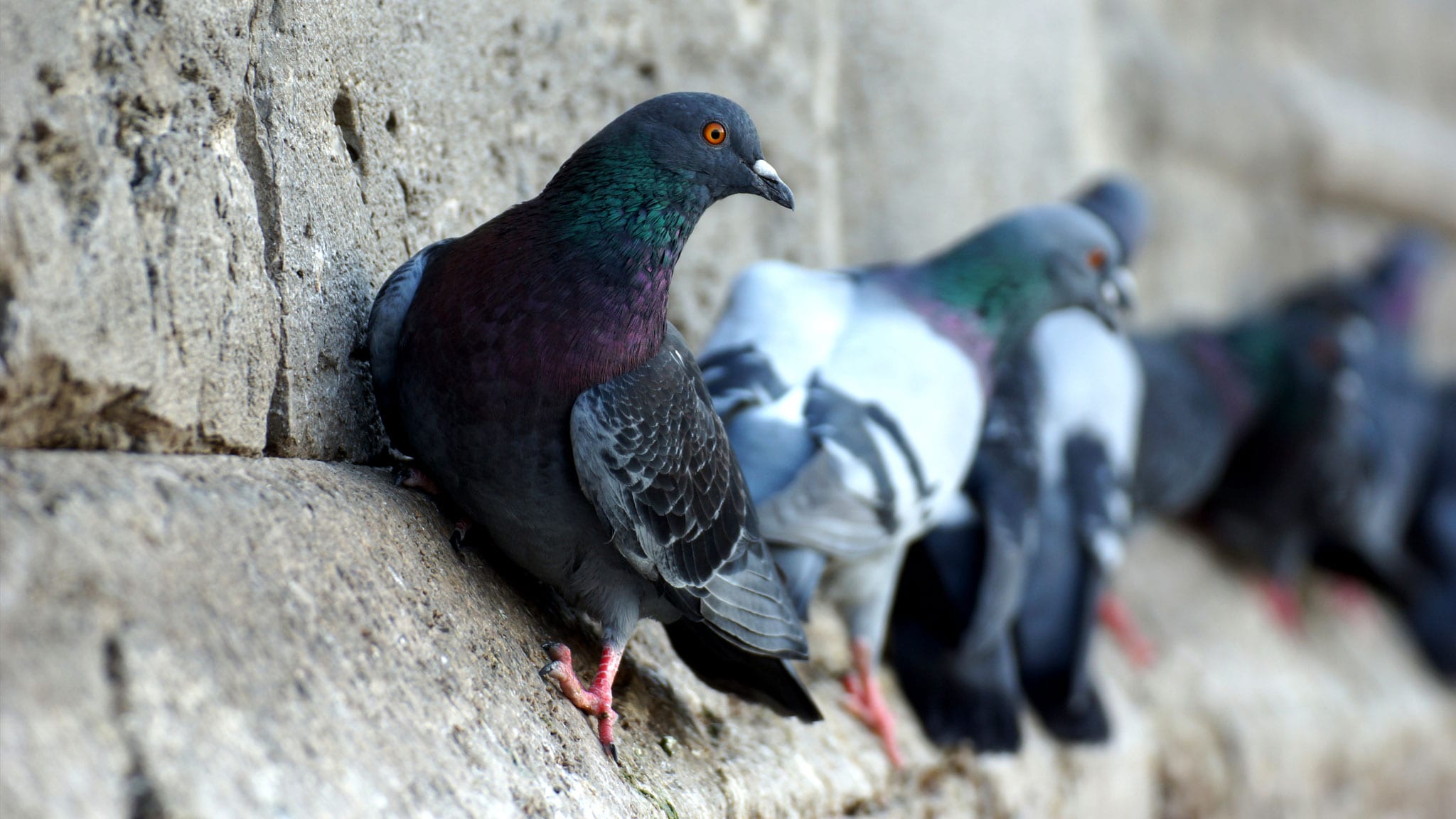 Animali metropolitani