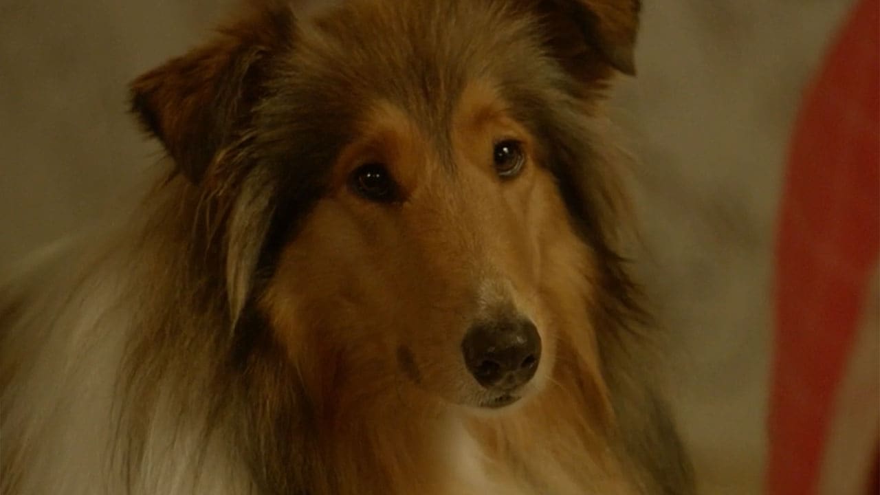 I casi della giovane Miss Fisher S2E4 - Il misterioso caso del cane assassino