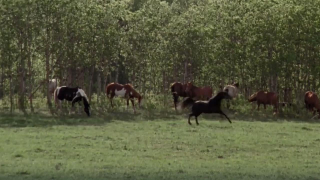 Heartland S2E1 - Il cavallo fantasma