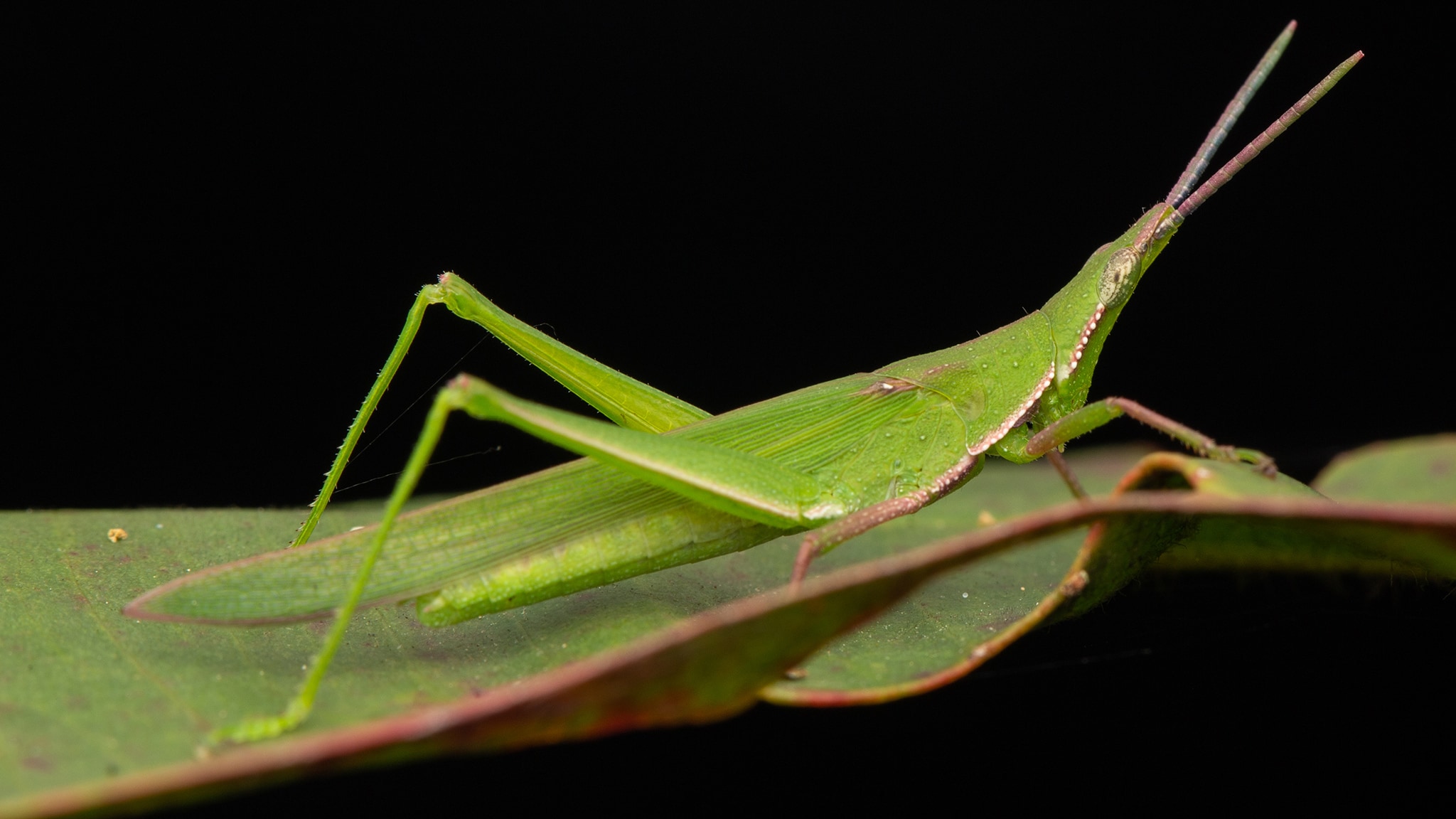 Gli insetti delle foreste tropicali dell