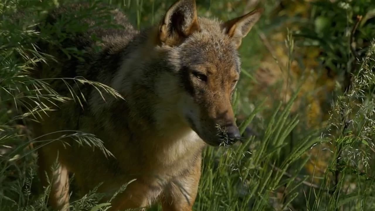 Wild Italy: Il lupo e i suoi compagni - S5E6