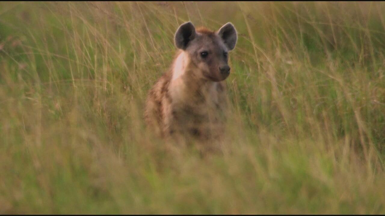 S1 Ep5 - Il cerchio della vita  -  Natura..