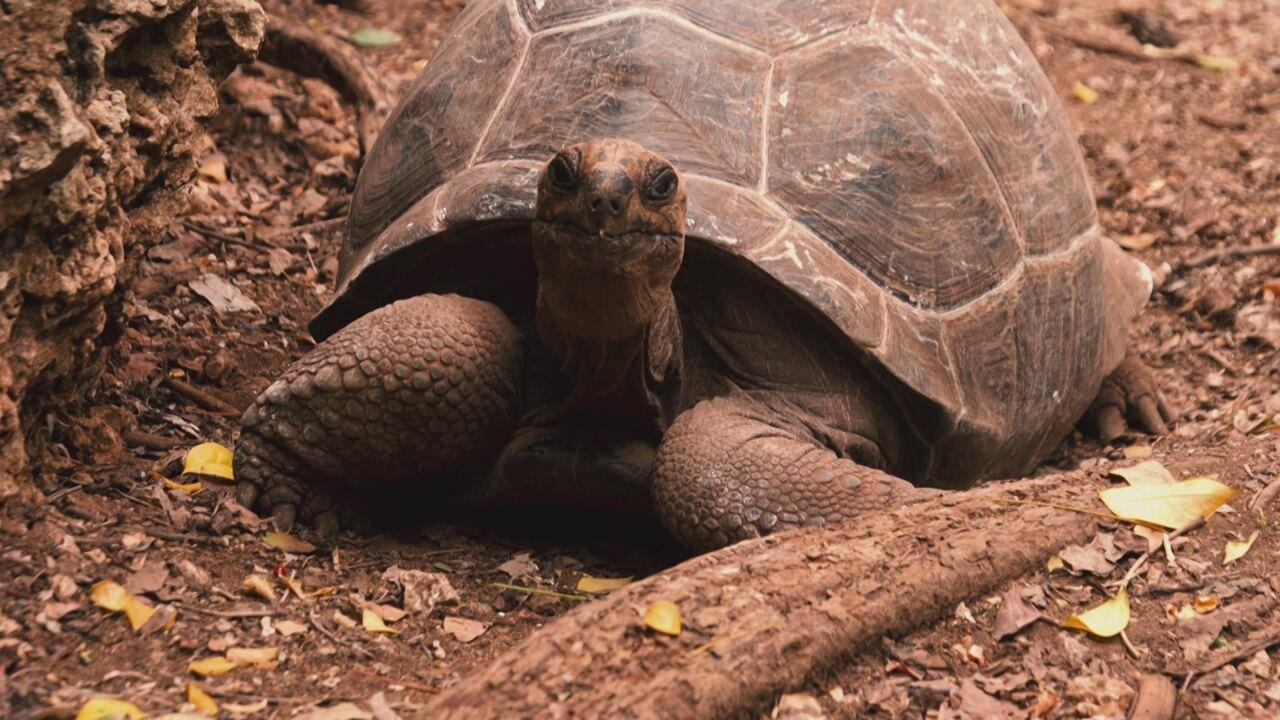 S3 Ep3 - Focus natura - Un mondo perfetto