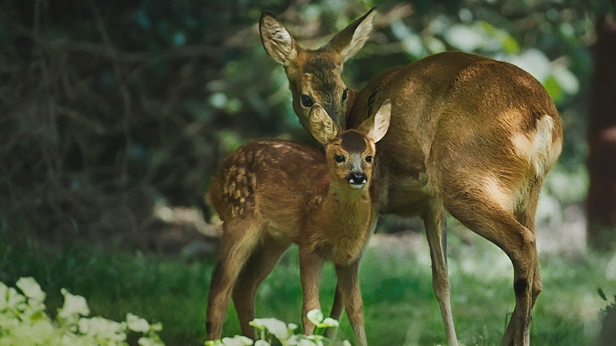 Meraviglie naturali della Danimarca La c