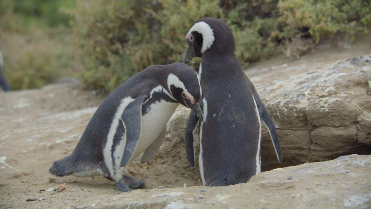 S1 Ep1 - Patagonia - La vita ai confini del mondo