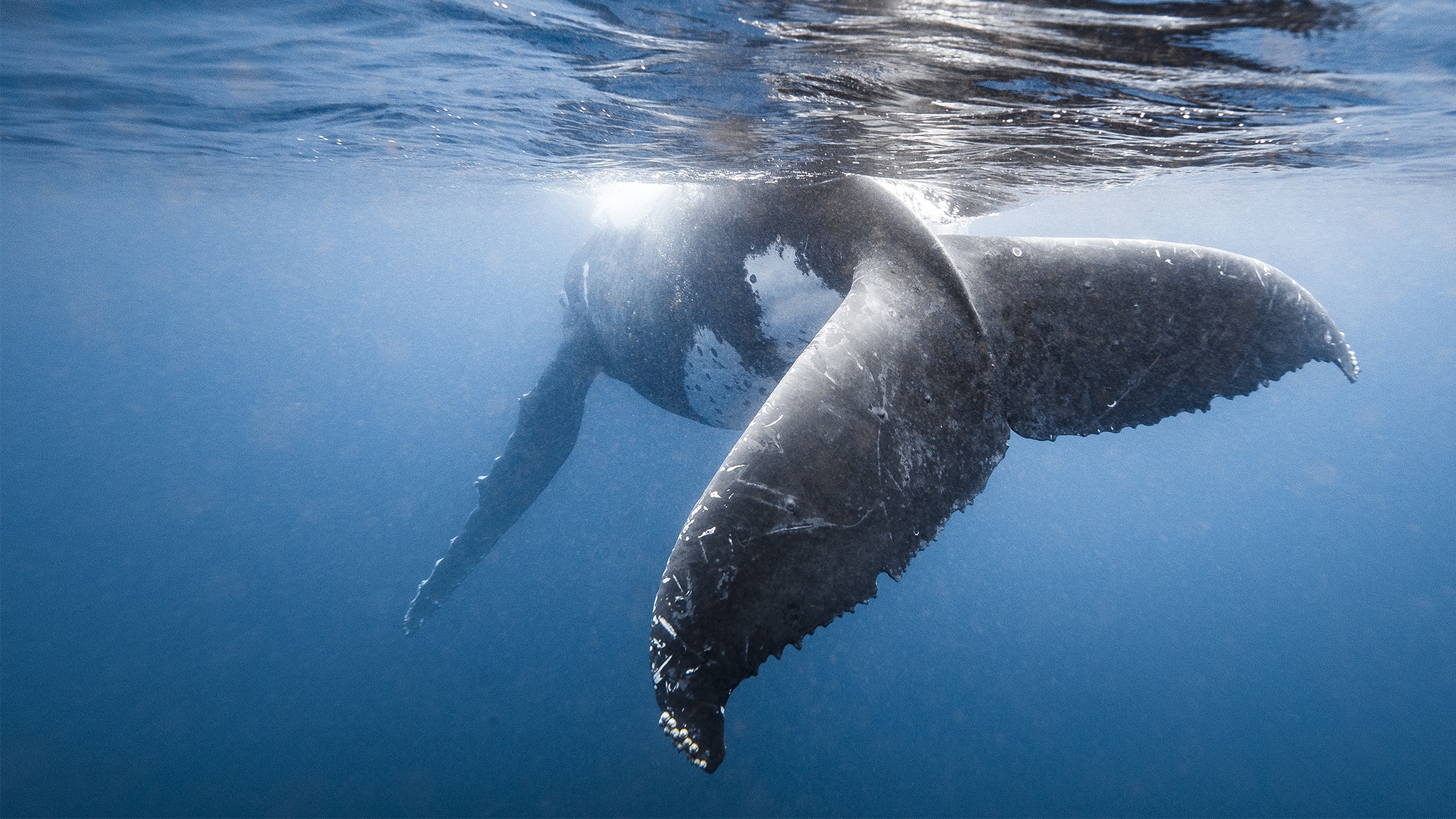 Il regno delle balene