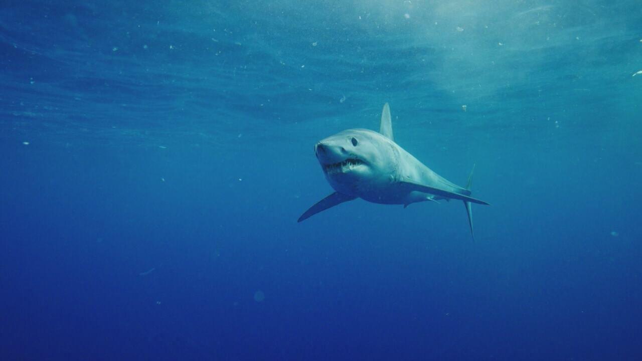 S1 Ep1 - Meraviglie del Pacifico