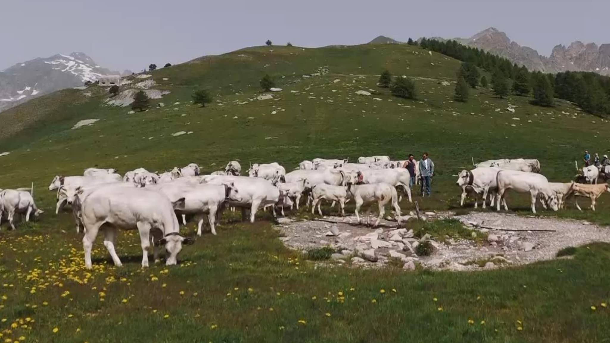 Transumanza. Il ritorno a casa