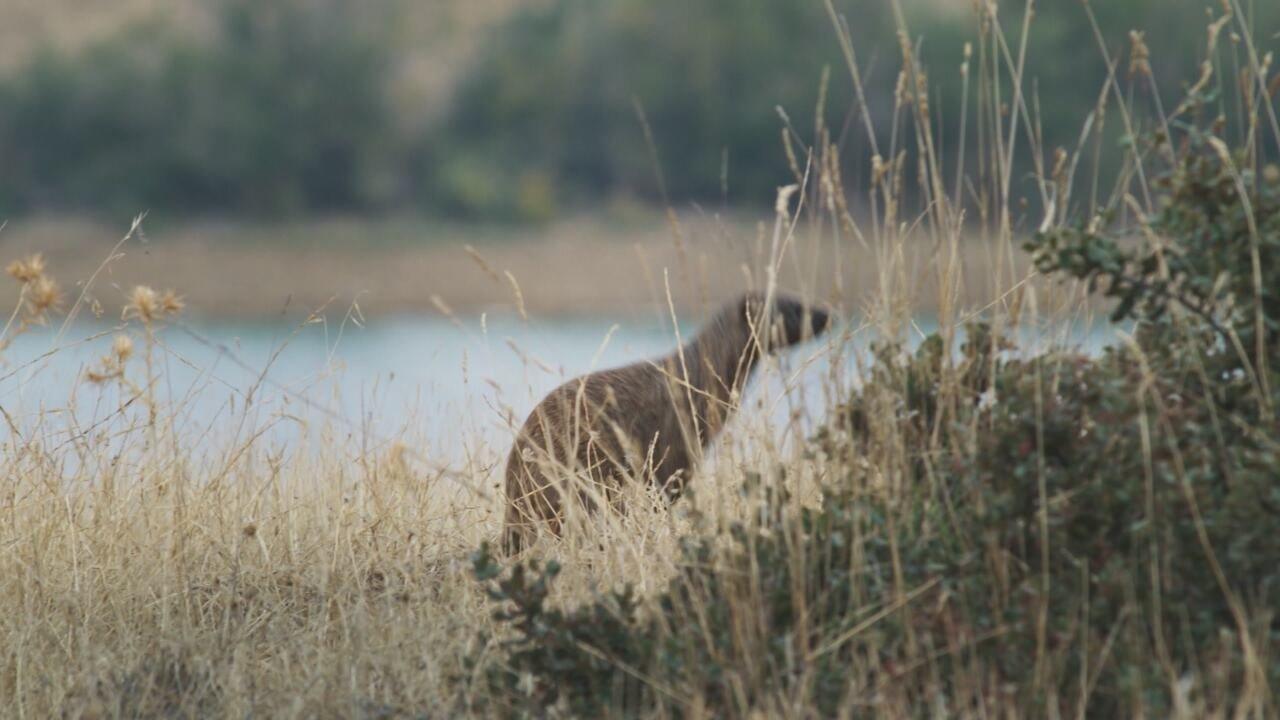 S1 Ep1 - Dehesa - La foresta delle meraviglie