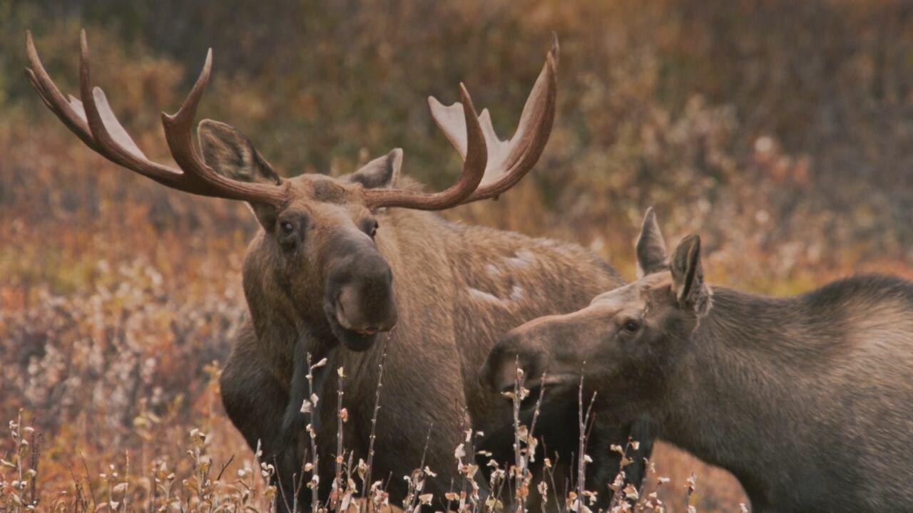 S1 Ep3 - I grandi fiumi della terra