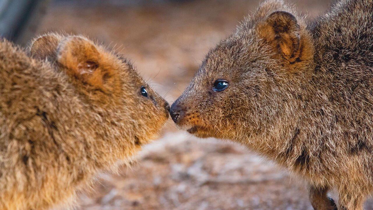 S1 Ep1 - Rottnest island: Il regno dei quokka