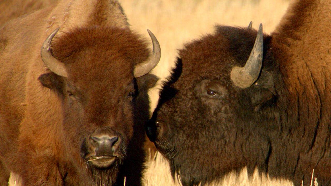 Bison: An american icon