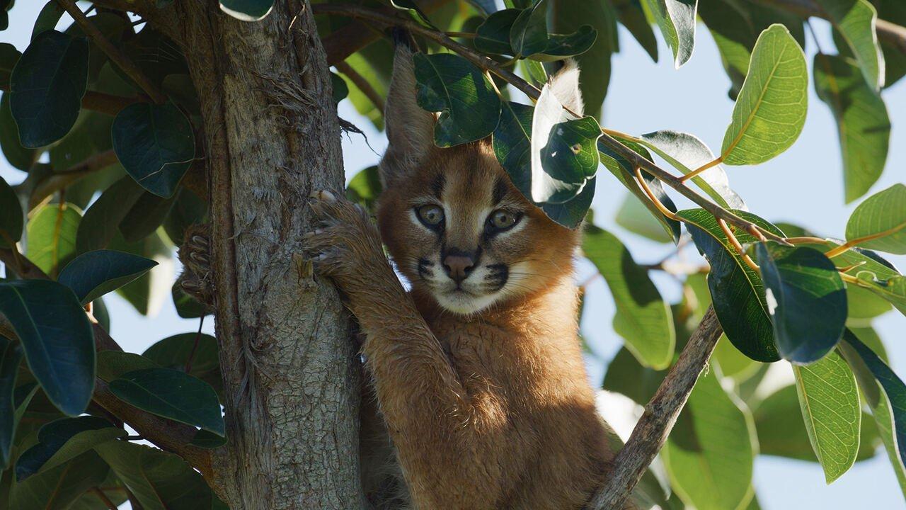 I caracal - Nottambuli e solitari