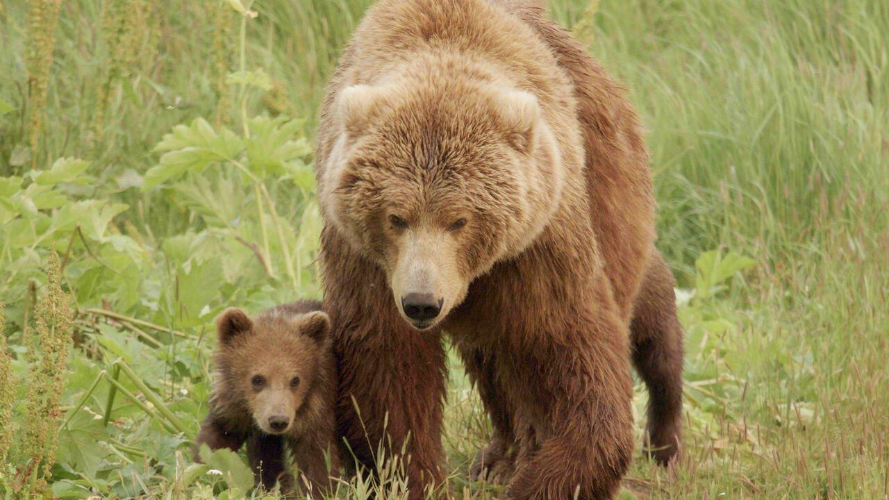 Alaska, la terra degli orsi