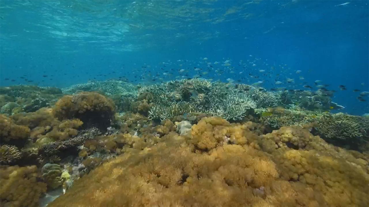 Into The Blue S1E4 - Flores  Banda Sea