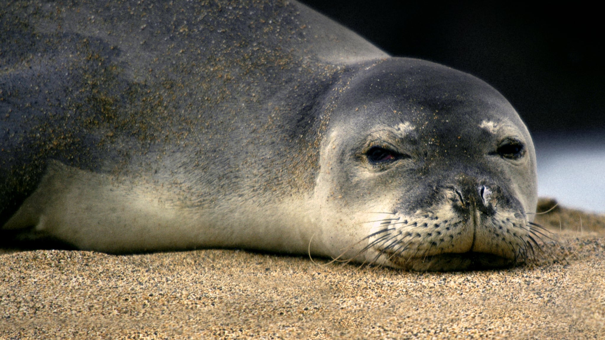 Sonno segreto, la foca monaca del Medite