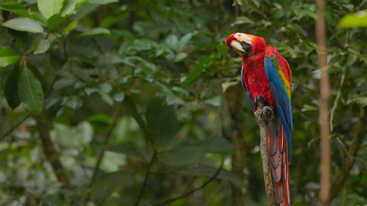 Ecuador, paradiso di biodiversità - S1E1 - Dall'Amazzonia alle Ande