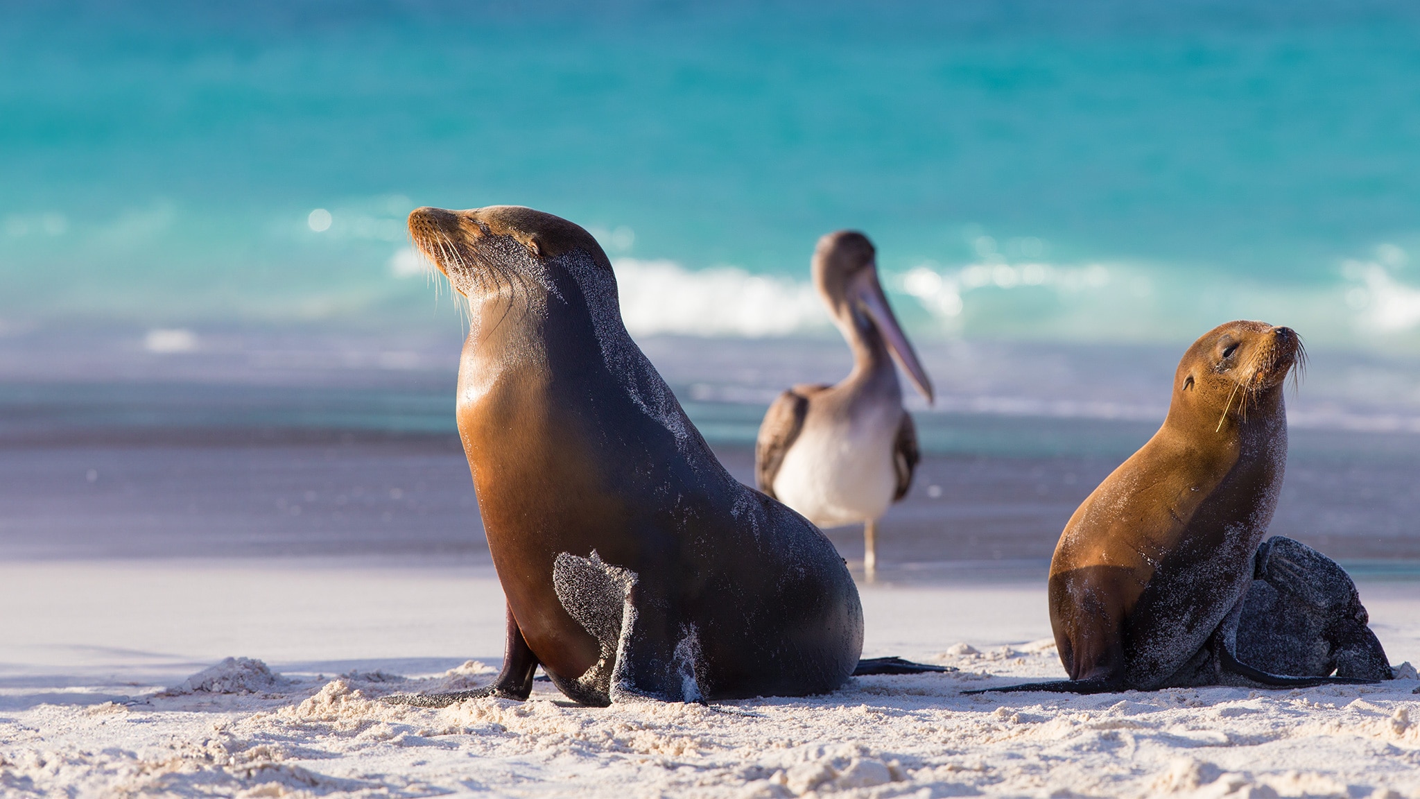 Ecuador, paradiso di biodiversità - S1E2 - Dalle Ande alle Galapagos