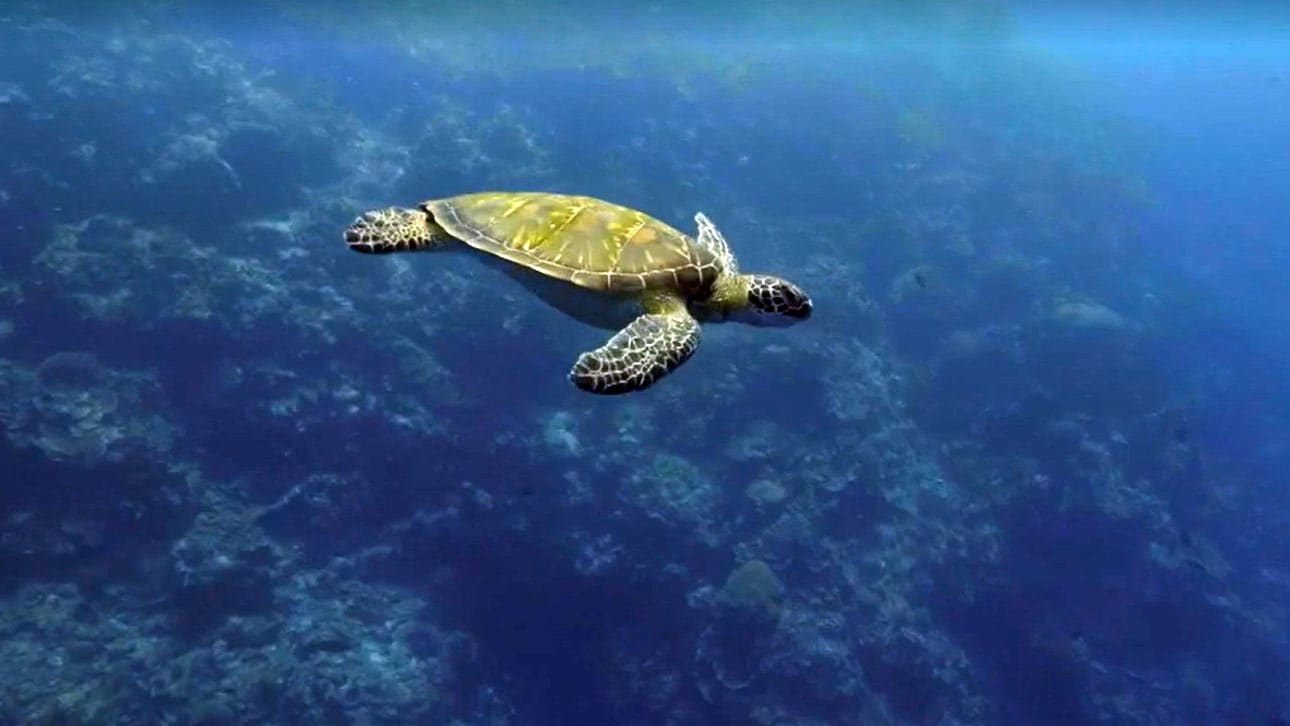 Into The Blue S1E8 - Sulawesi (Lembeh and Manado)