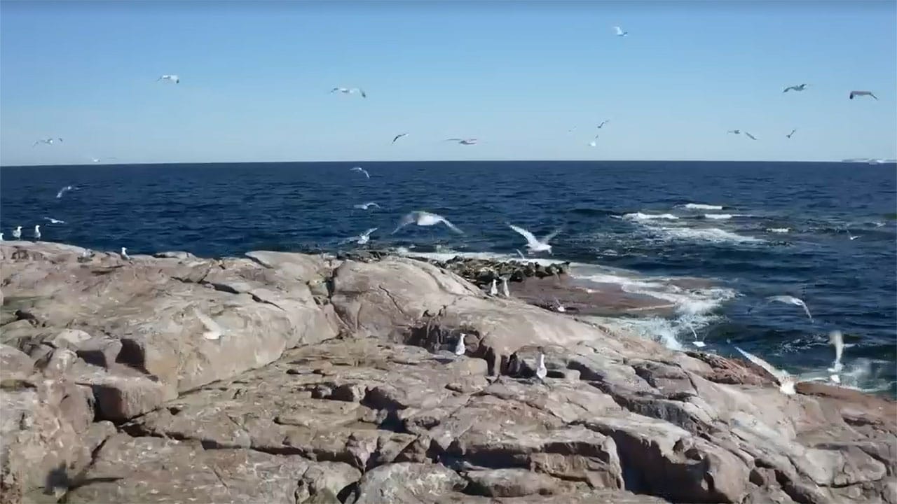 Meraviglie naturali della Danimarca - S1E2 - Il mare e le coste