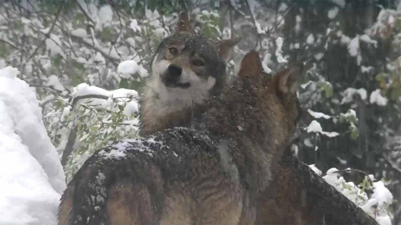 Wild Italy - S7E4 - L'antropocene, il richiamo della foresta