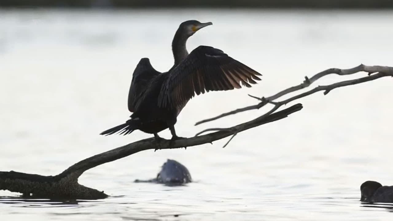 Wild Italy: Cormorani e cigni - S4E5