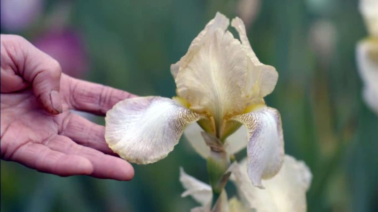 Avventure botaniche: Iris e tulipani - E1