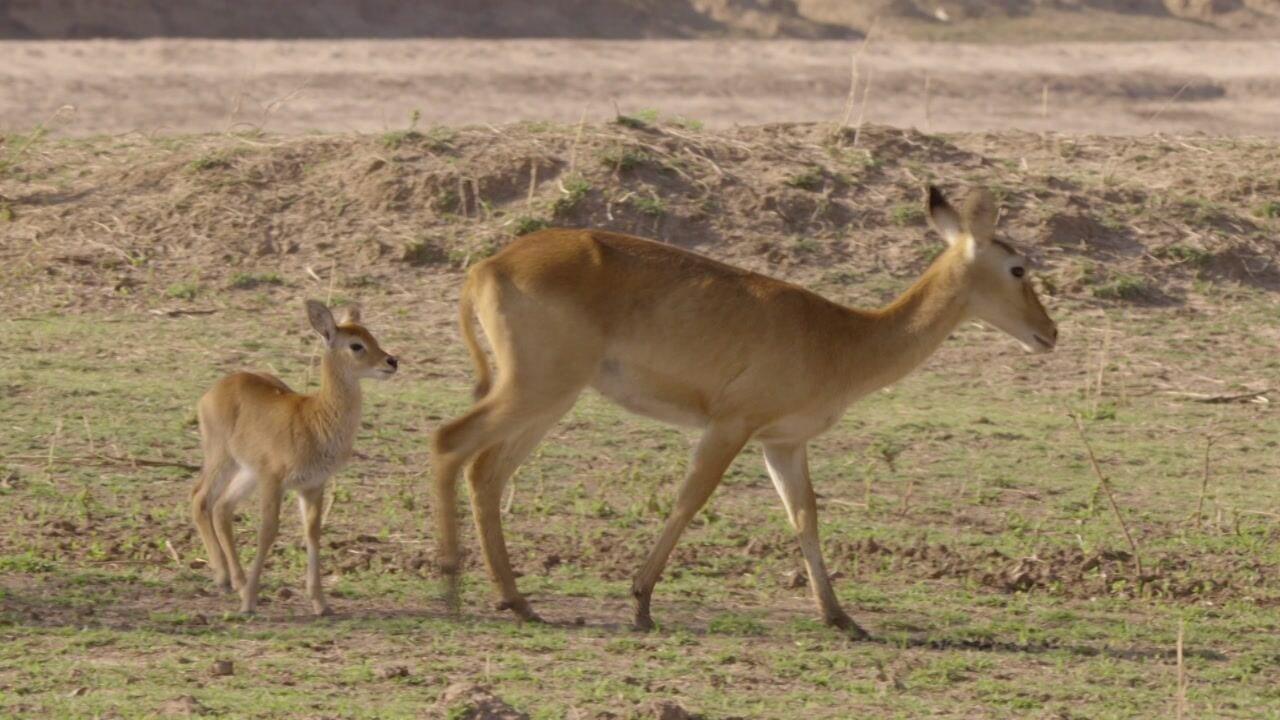 S1 Ep2 - Zambia untamed