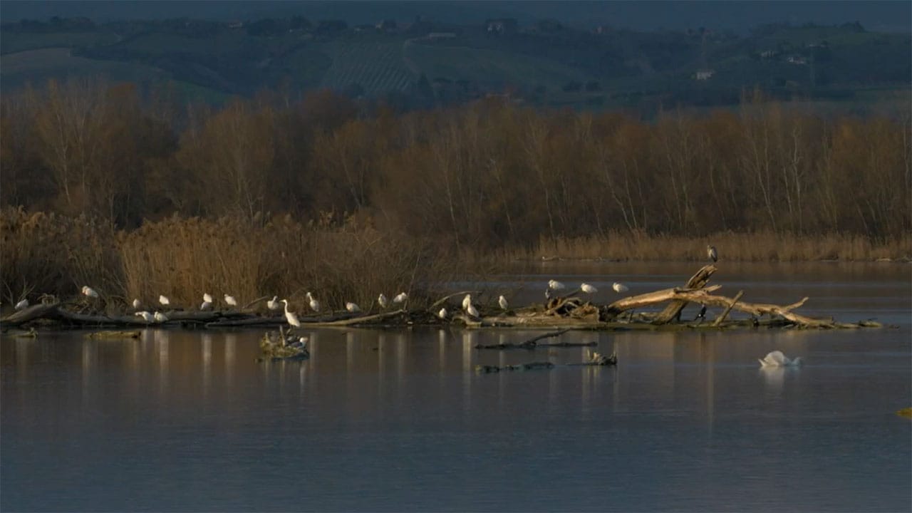 Wild Italy - S8E5 - Il riscatto della palude