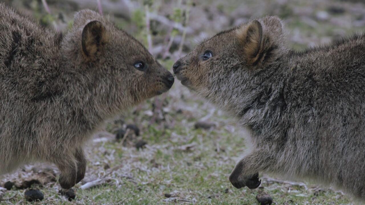 S1 Ep1 - Rottnest island: Il regno dei quokka