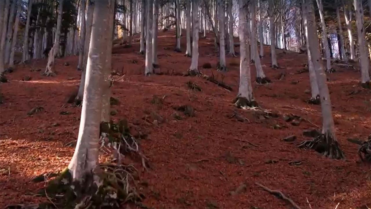 Di là dal fiume e tra gli alberi - S5E7 - Wild Italy 7 - Rosso Casentino