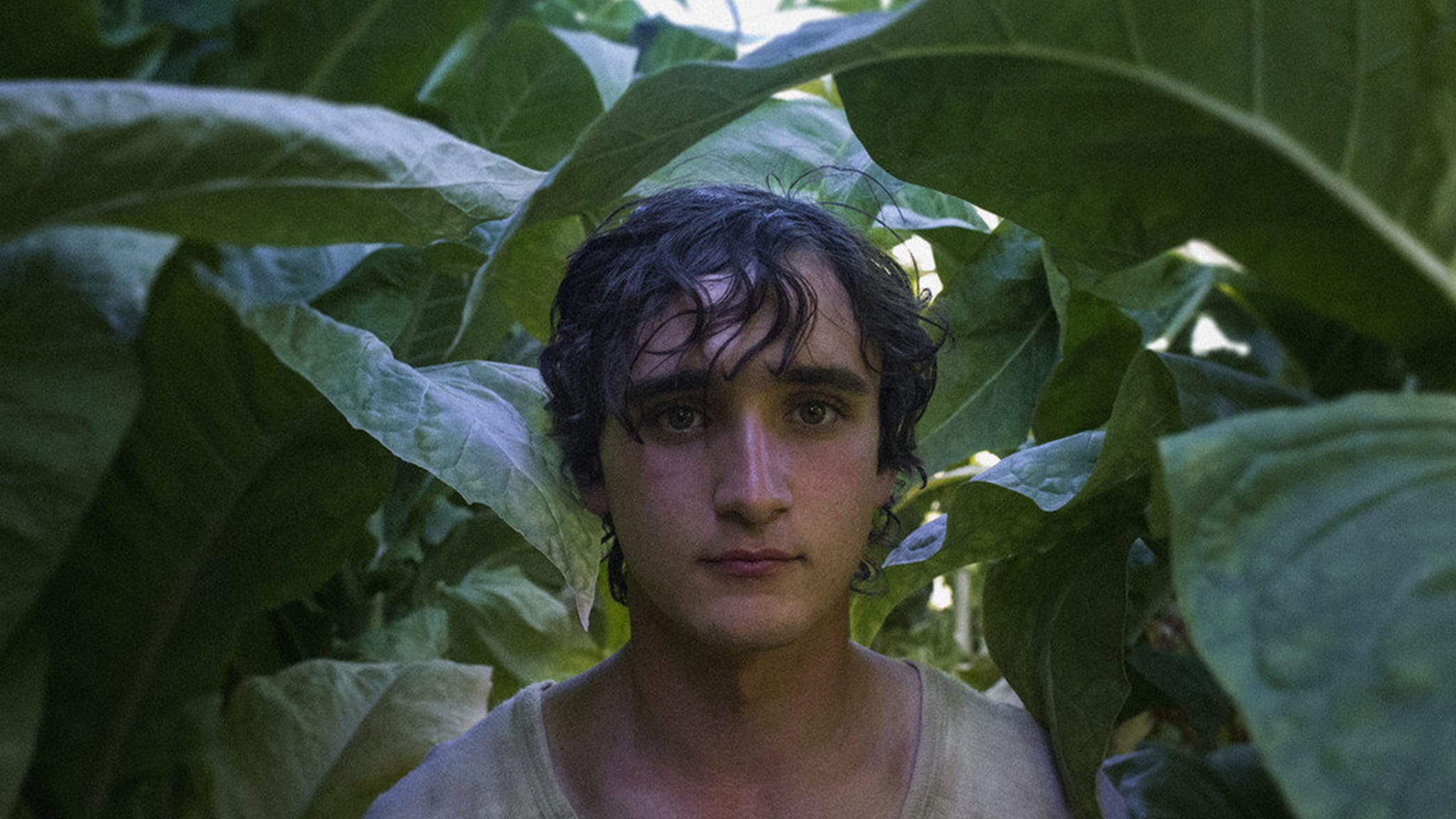 Lazzaro felice