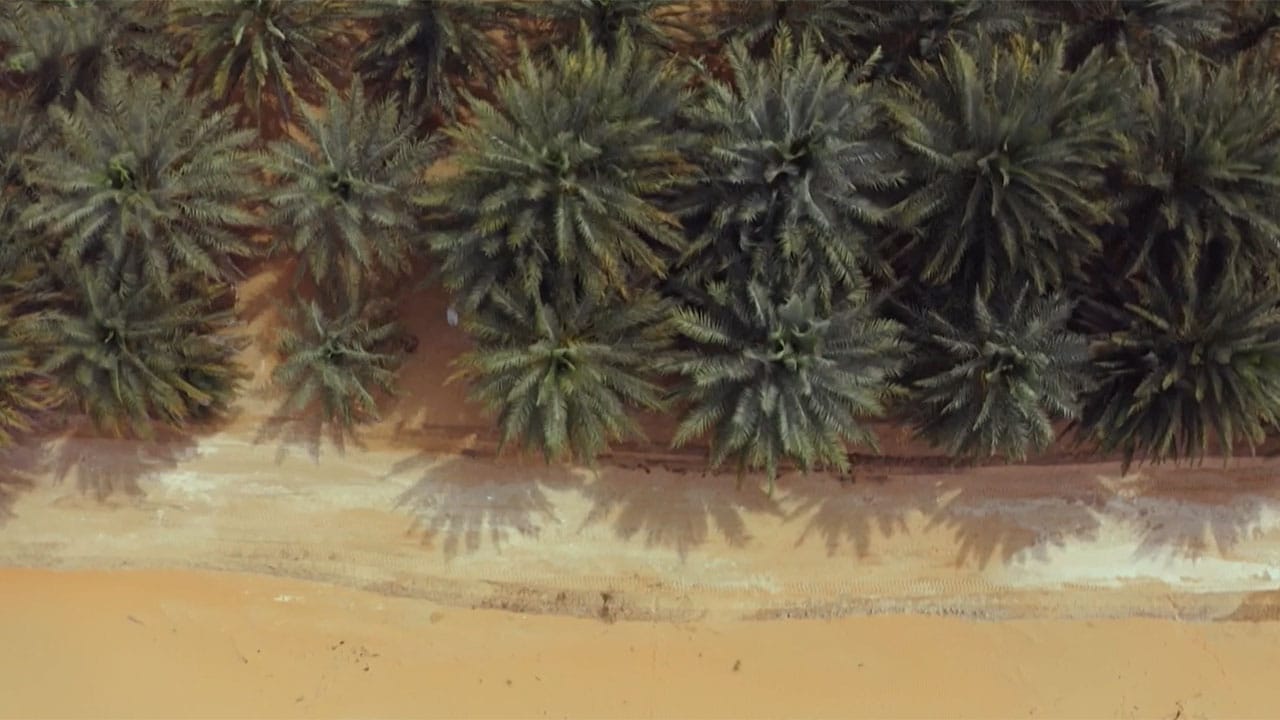 Oasi - S1E2 - Emirati Arabi Uniti- Tra le dune di Liwa