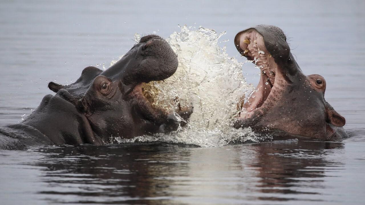 Ippopotami - I giganti del fiume africano