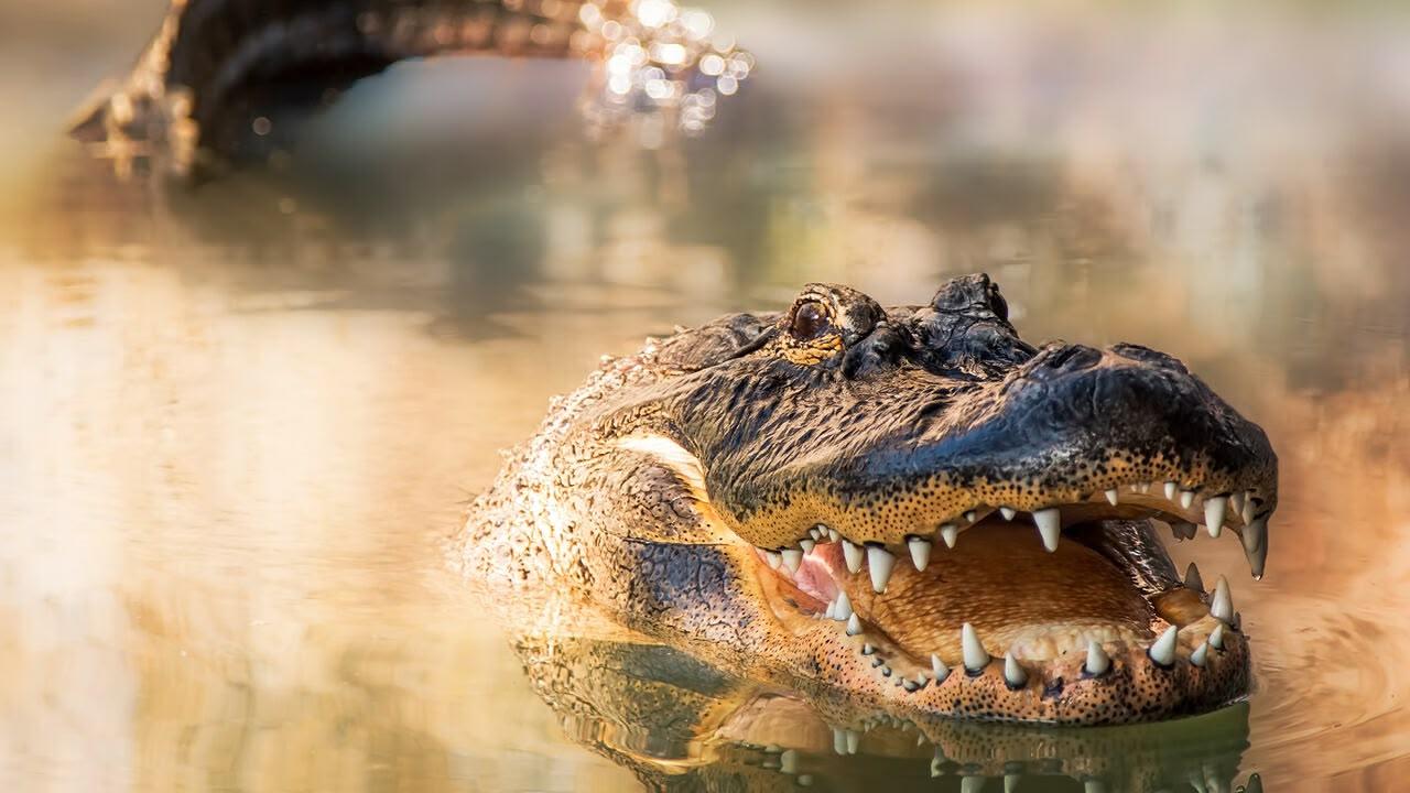 Florida - lo stato del sole