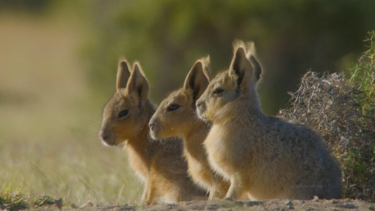 S2 Ep1 - I campioni del regno animale