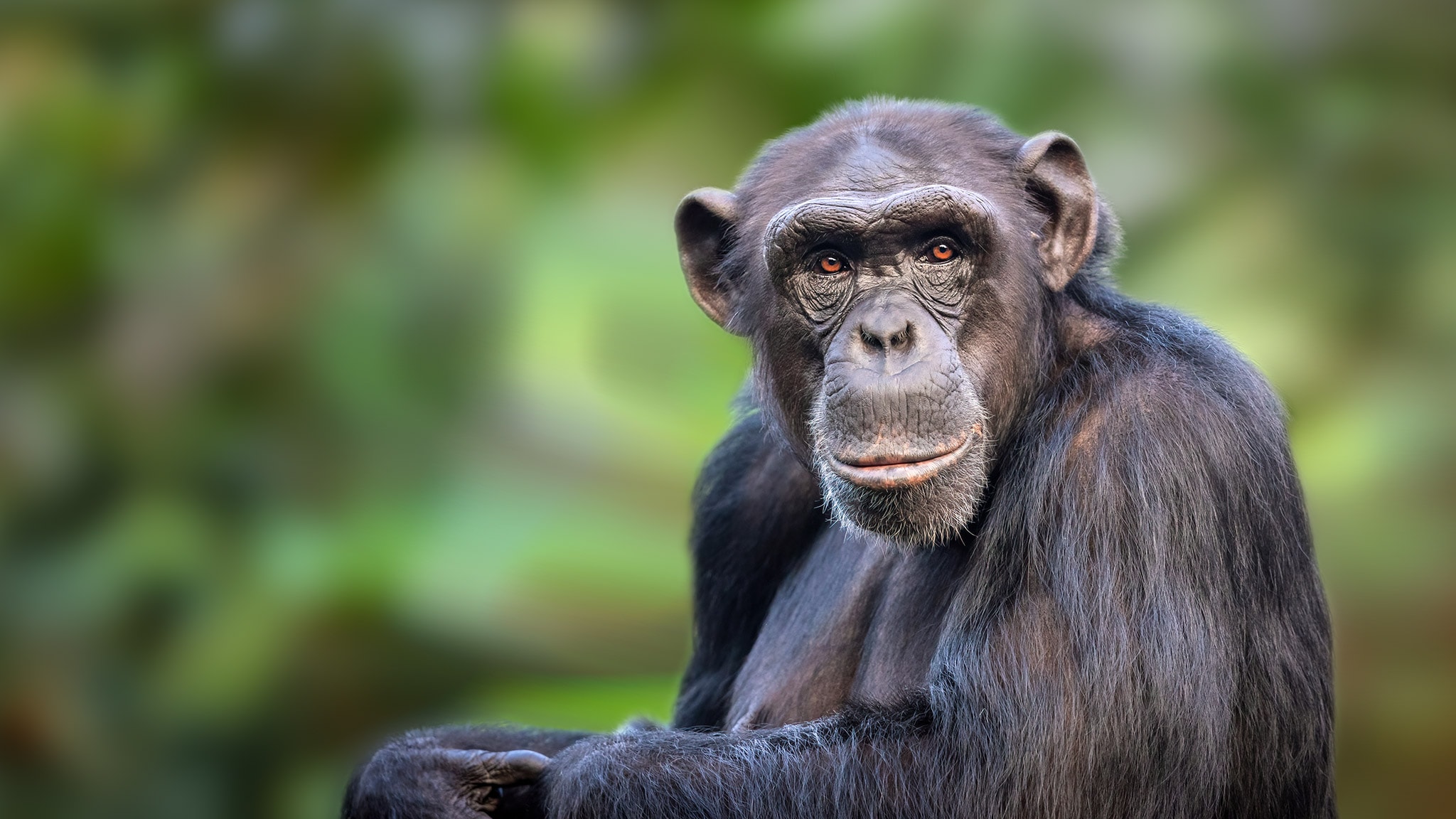 Uganda, lo sguardo di uno scimpanzé