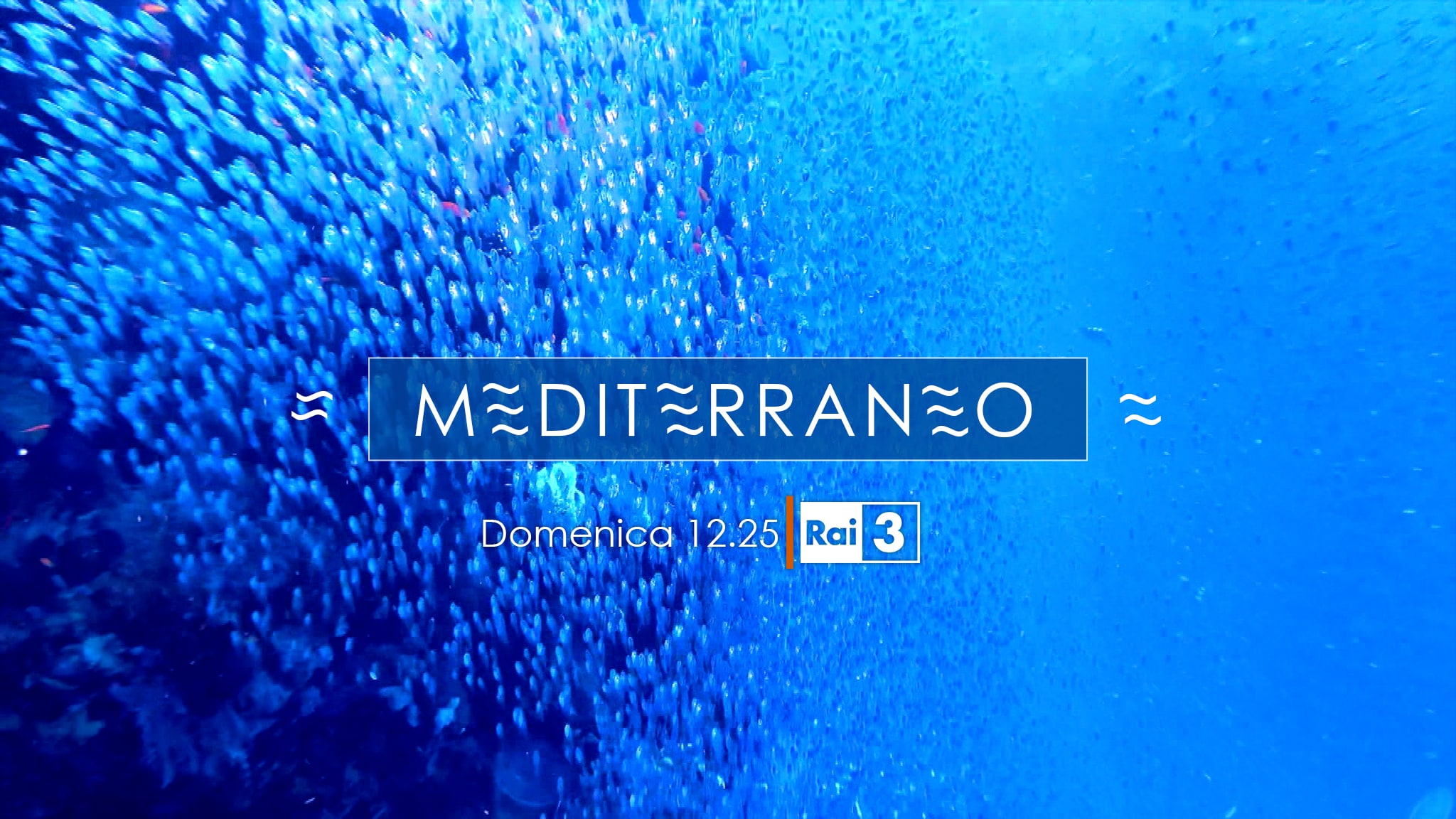 MEDITERRANEO