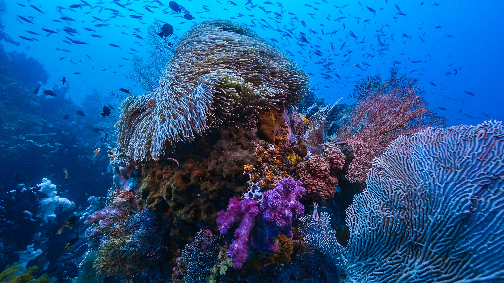 Into The Blue Flores Banda Sea