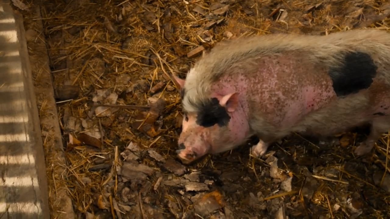 Un Ciclone in Convento S14E1 - Un maiale per amico