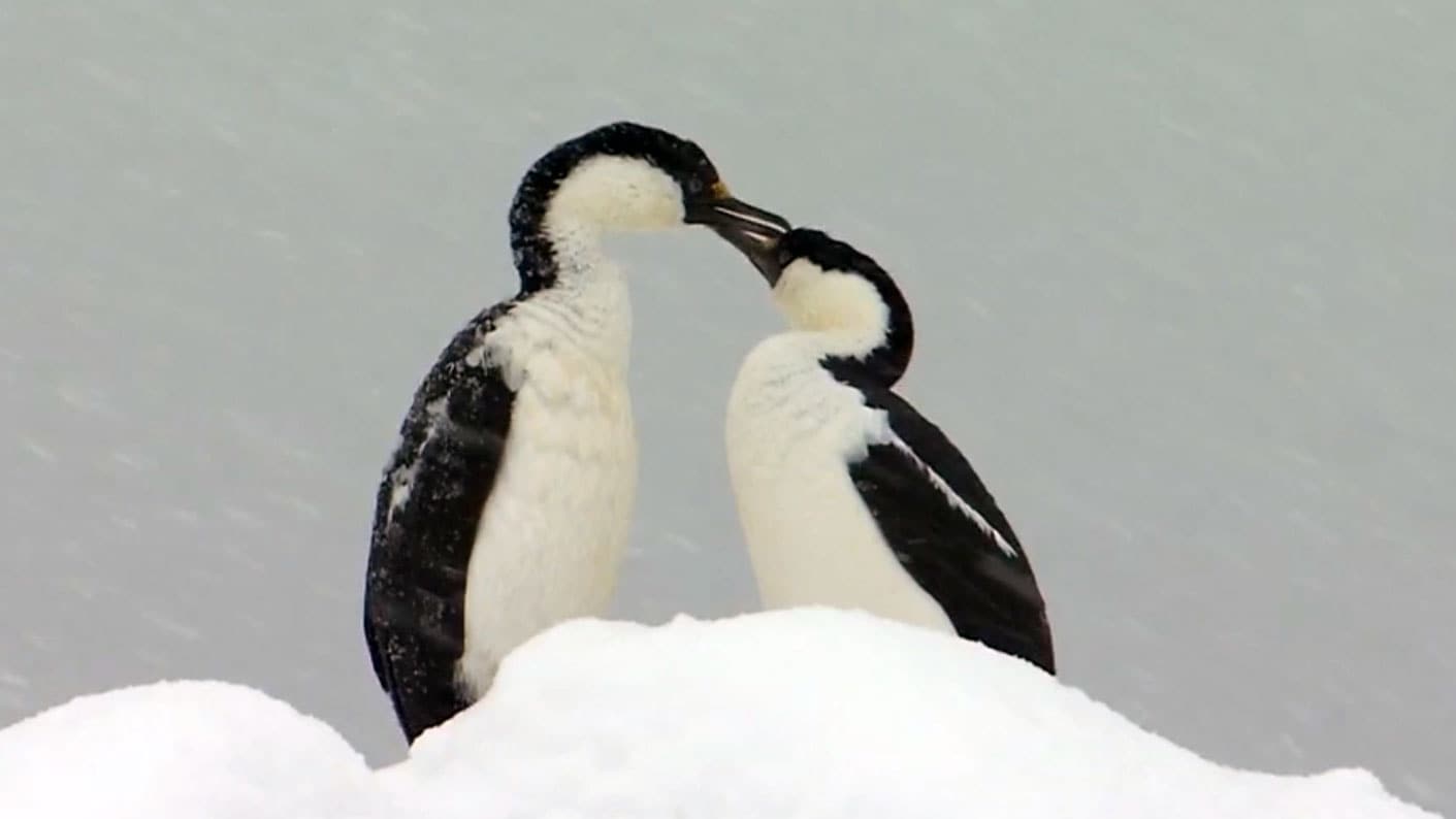 Wildest Antarctic - E4 - Isole ghiacciate