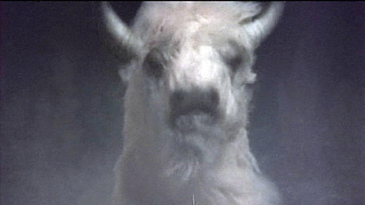 Sfida a White Buffalo