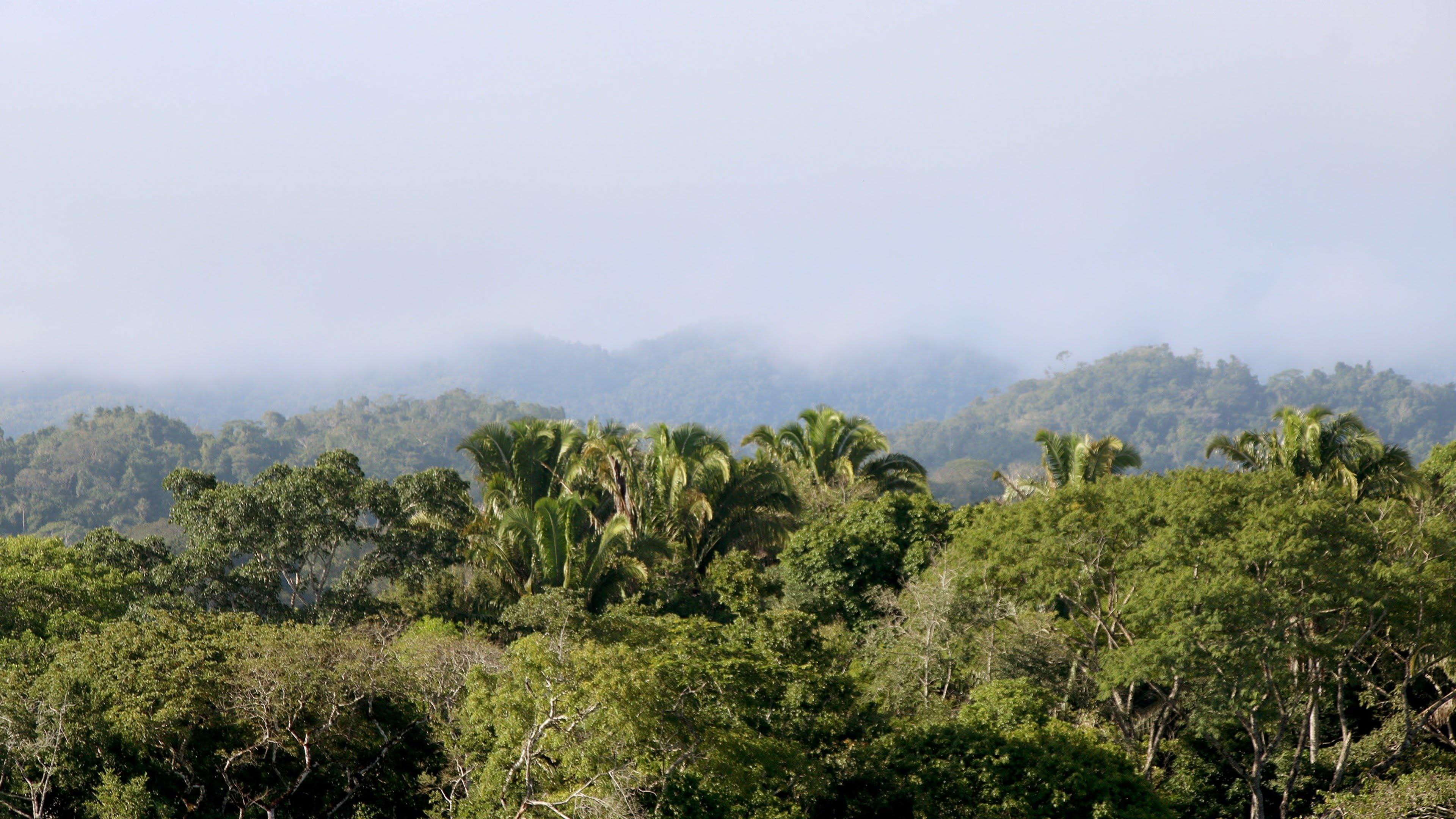 La caduta dei re Maya