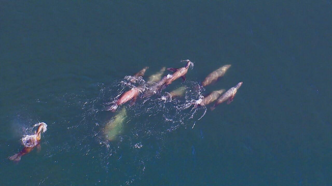 S1 Ep1 - Meraviglie del Pacifico