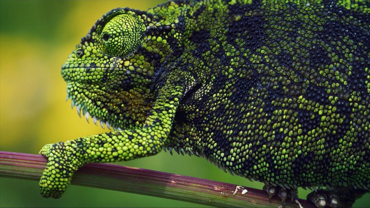 Coprirsi bene - Come gli animali si..