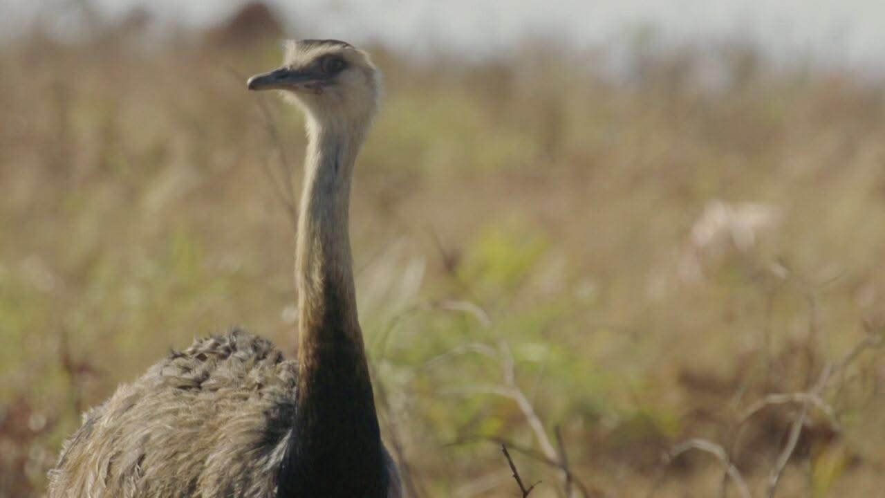 S1 Ep1 - Sud America - Gli animali piu' strani