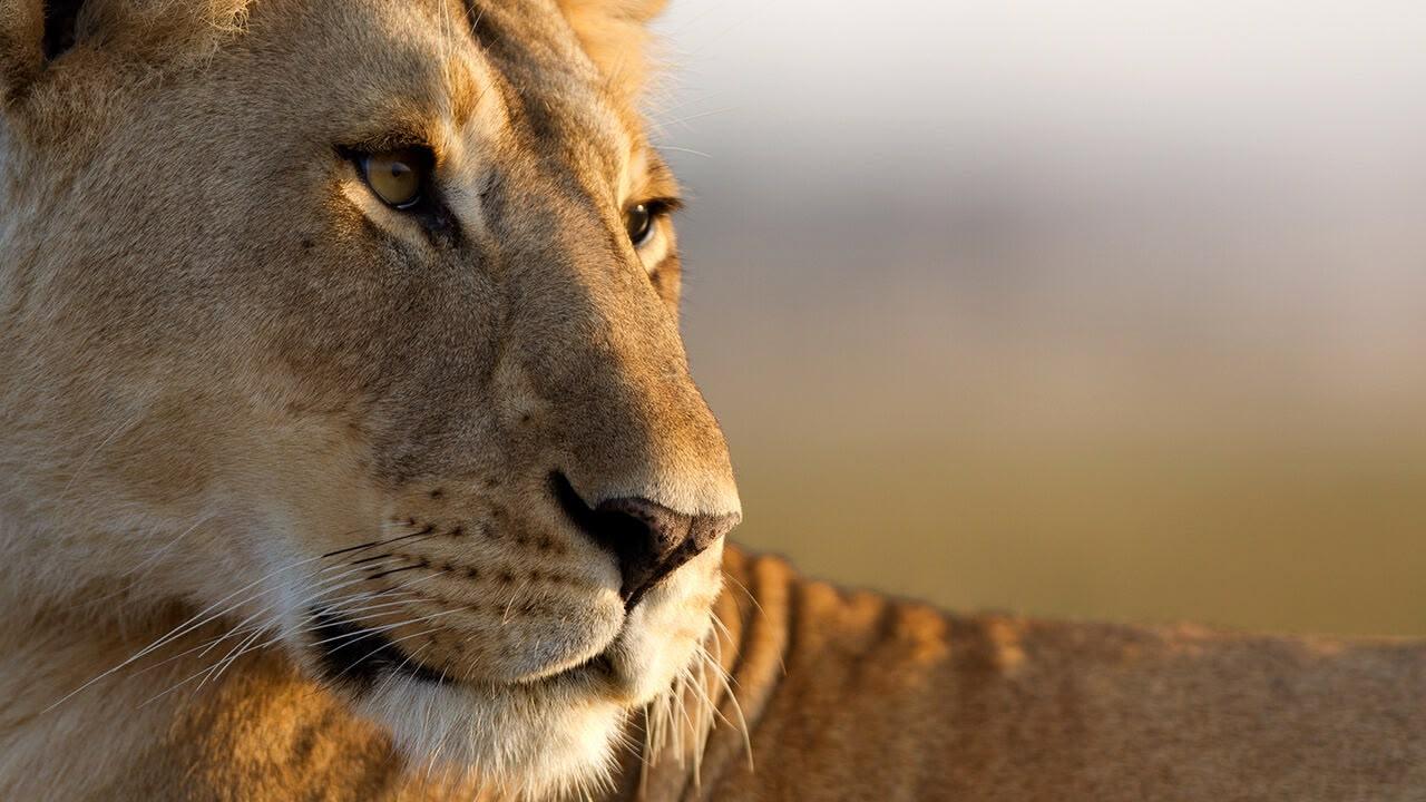 S1 Ep3 - Dynasties