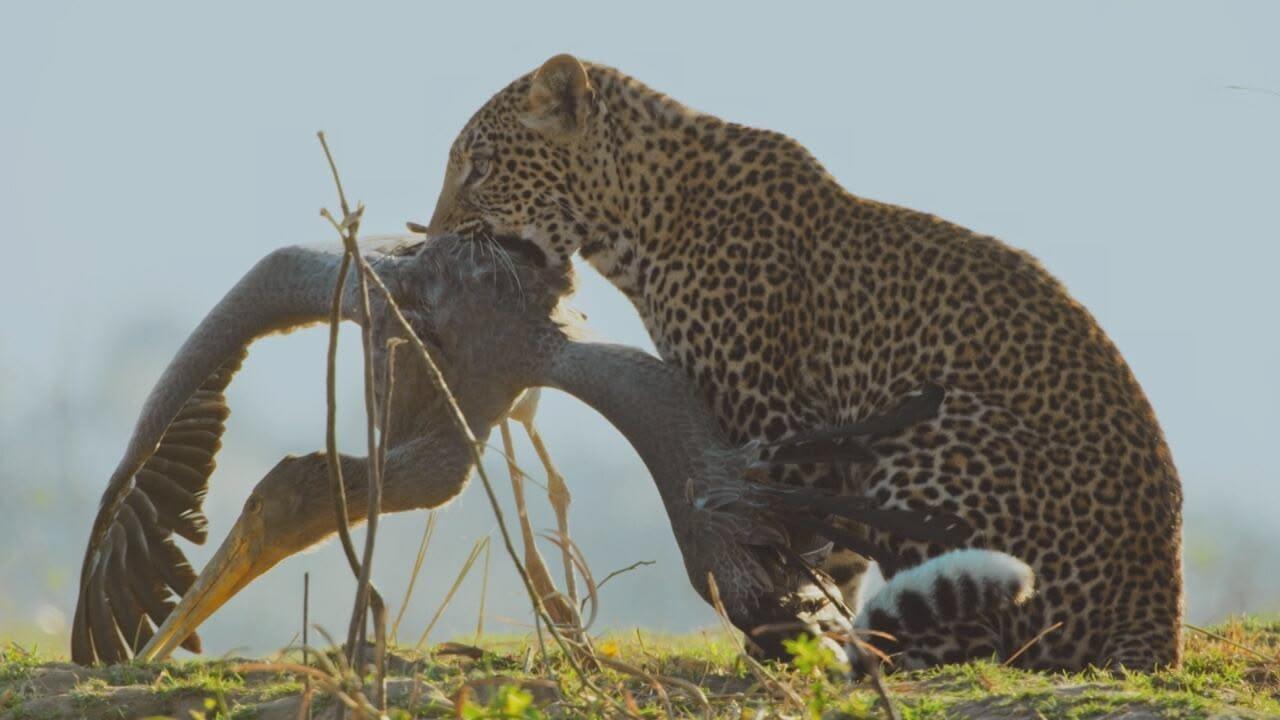 S1 Ep5 - Predatori e prede - L'eterna sfida