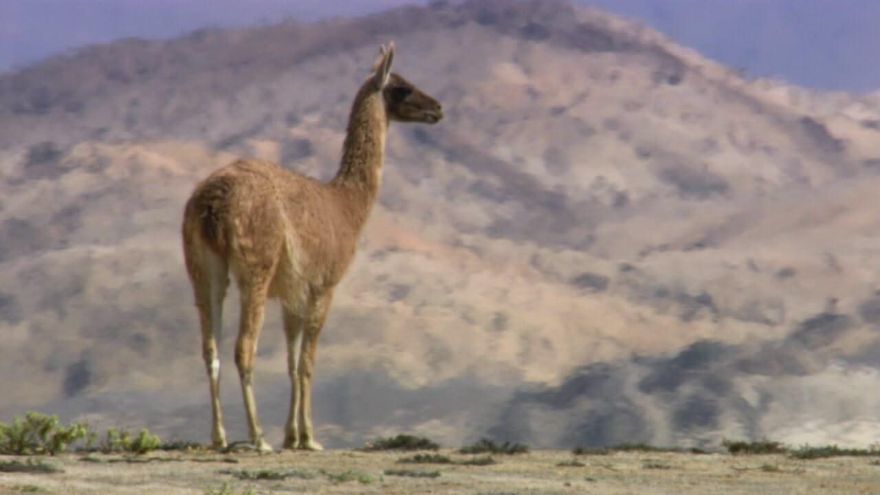 S1 Ep2 - Sud America - Gli animali piu' strani